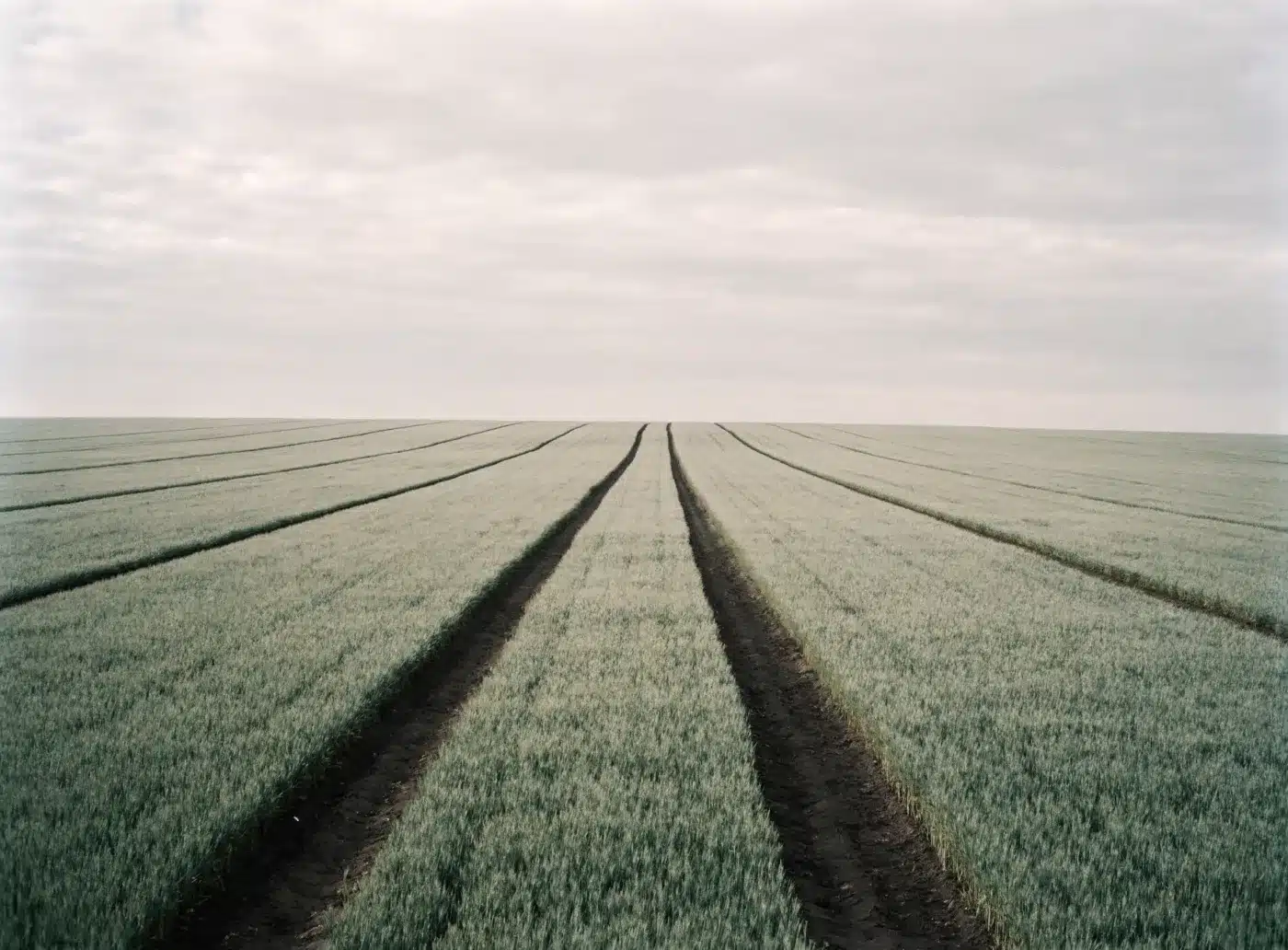 Tramlines in a field with young seedlings