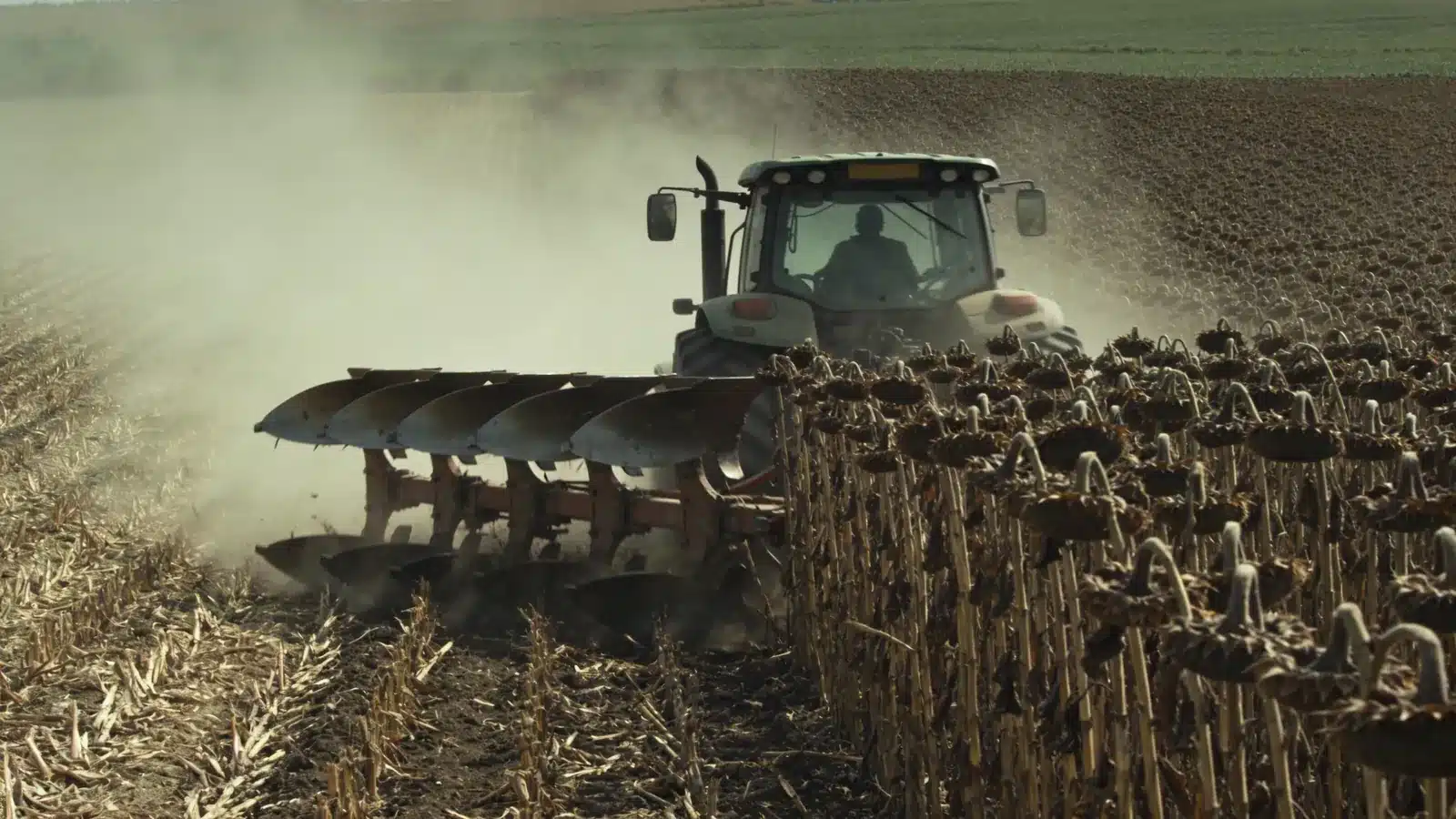 A tractor with a reversible plough ploughs a field after sunflower